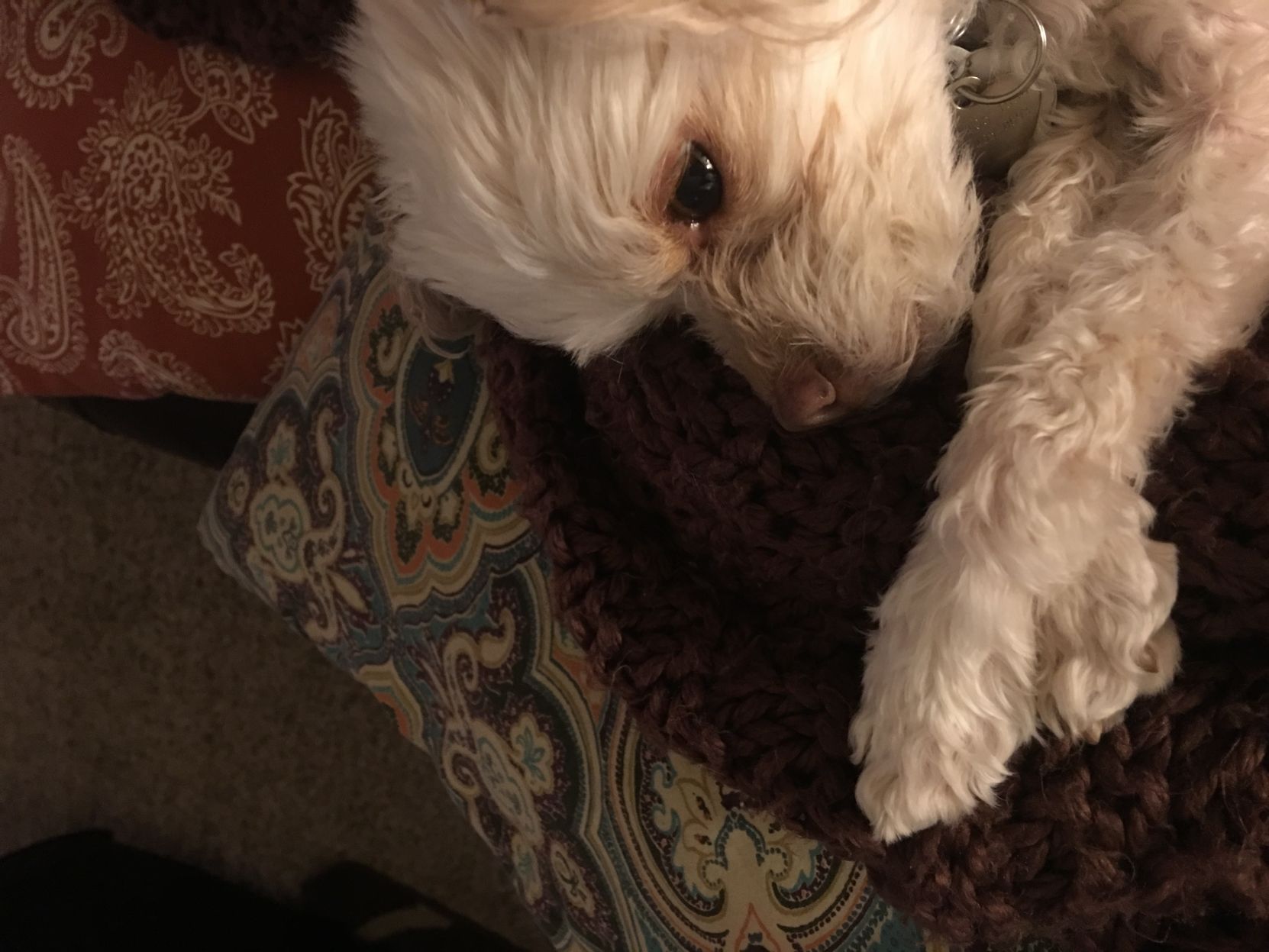 Zola